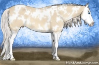 Horse Color:White Spotted Cremello Splash 