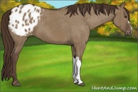 Horse Color:Liver Red Dun Appaloosa Brindle 