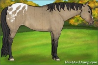 Horse Color:Brown Dun Blanket Brindle 
