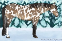 Horse Color:Bay Dun Appaloosa 