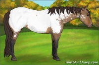 Horse Color:Bay Dun Appaloosa 