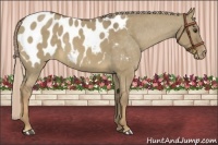 Horse Color:Chocolate Palomino Dun Appaloosa 