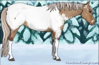 Horse Color:Silver Brown Dun Snowcap 