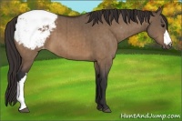 Horse Color:Brown Dun Appaloosa Brindle 