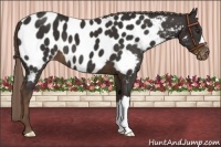 Horse Color:Liver Chestnut Appaloosa