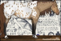 Horse Color:Buckskin Dun Appaloosa 