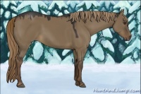 Horse Color:Liver Red Dun 