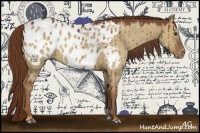 Horse Color:Red Dun Appaloosa 