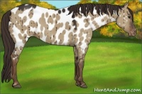 Horse Color:Liver Red Dun Appaloosa