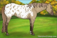 Horse Color:Liver Red Dun Appaloosa Brindle