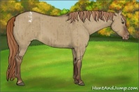 Horse Color:Liver Red Dun Appaloosa Brindle 
