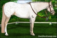 Horse Color:Palomino Roan Blanket 