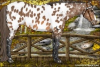 Horse Color:Buckskin Near Leopard 
