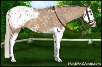 Horse Color:Palomino Splash Appaloosa 