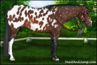 Horse Color:Bay Appaloosa