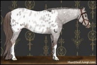Horse Color:Liver Chestnut Near Leopard 