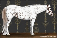 Horse Color:Liver Chestnut Appaloosa 