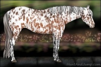 Horse Color:Brown Appaloosa and Brown Appaloosa