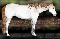 Horse Color:White Spotted Red Roan 