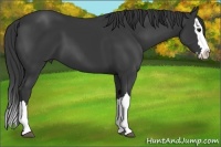 Horse Color:Black Splash