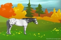 Horse Color:Black Sabino Appaloosa Rabicano