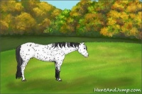 Horse Color:White Spotted Black Sabino Appaloosa Rabicano
