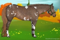 Horse Color:White Spotted Liver Chestnut Tobiano Rabicano