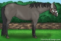 Horse Color:Grullo