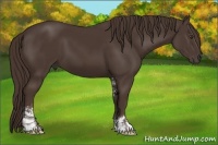 Horse Color:Liver Chestnut Sabino 