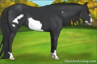 Horse Color:Black Frame 