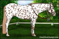 Horse Color:Chestnut Appaloosa