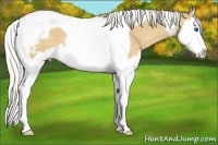 Horse Color:Silver Buckskin Dun Splash Tobiano Appaloosa