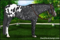 Horse Color:Black Appaloosa 