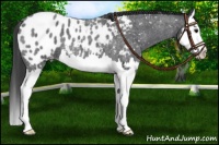 Horse Color:Blue Roan Splash Appaloosa 