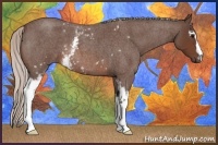 Horse Color:White Spotted Silver Brown Roan 