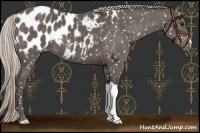 Horse Color:Silver Black Near Leopard 