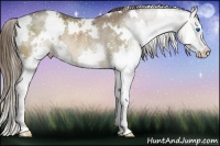 Horse Color:White Spotted Liver Chestnut Ice Splash Rabicano 