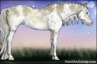 Horse Color:White Spotted Chocolate Palomino Splash Rabicano