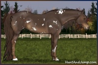 Horse Color:White Spotted Liver Chestnut 