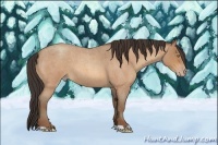 Horse Color:Amber Champagne Roan 