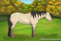 Horse Color:Amber Champagne Dun 