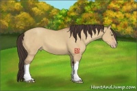 Horse Color:Amber Champagne Dun 