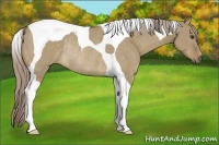 Horse Color:Chocolate Palomino Dun Tobiano Rabicano