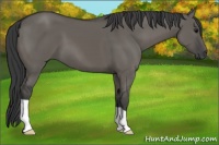 Horse Color:Grullo