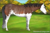 Horse Color:Bay Sabino Splash Rabicano 