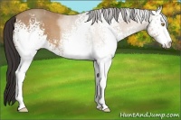 Horse Color:White Spotted Amber Champagne Sabino