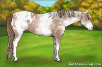 Horse Color:White Spotted Black Pearl Blanket Rabicano 