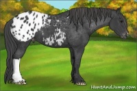 Horse Color:Black Appaloosa