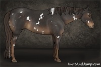 Horse Color:White Spotted Liver Chestnut Rabicano 