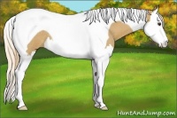 Horse Color:Palomino Roan Splash Tobiano